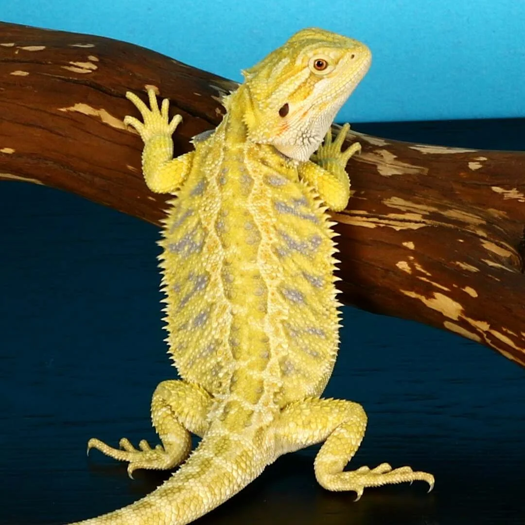 Online Store — HereBDragons.com